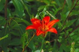 Western Red Lilly