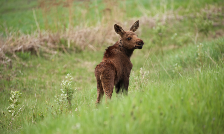 saskatchewan provincial national park baby moose