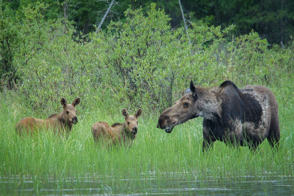 A moose with her two calves in the reeds of Tazin Lake located in Northern Saskatchewan
