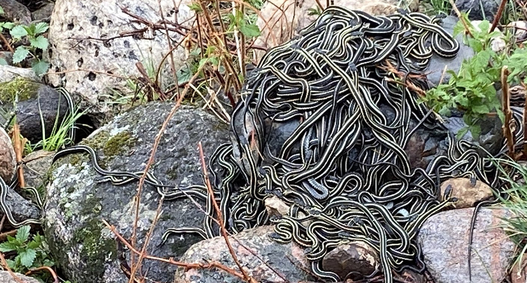 Group of snakes that has just emerged from a rocky crevice in Spring