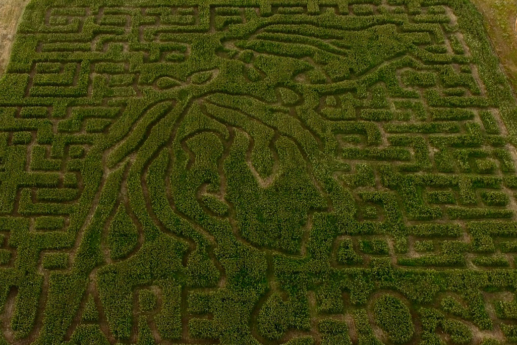 youth farm corn maze