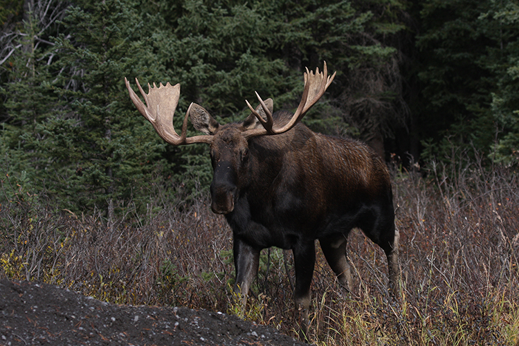 Big Game Hunting Moose Saskatchewan Canada