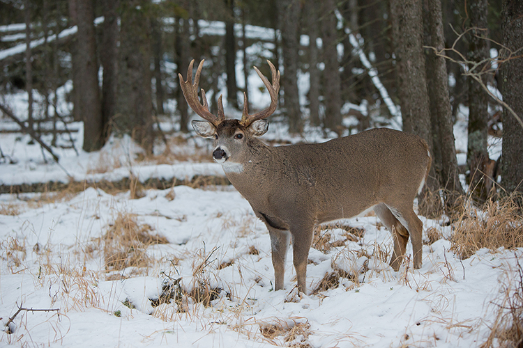 Big Game Hunting White Tail Deer Saskatchewan Canada