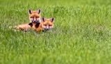 Fox Wildlife Viewing