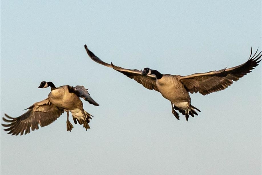 Black Sheep Waterfowl