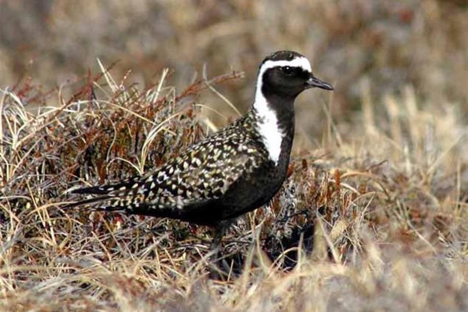 Chaplin Nature Centre - American Golden Plover