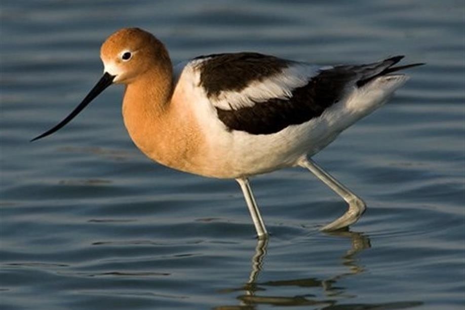 Chaplin Nature Centre - Avocet