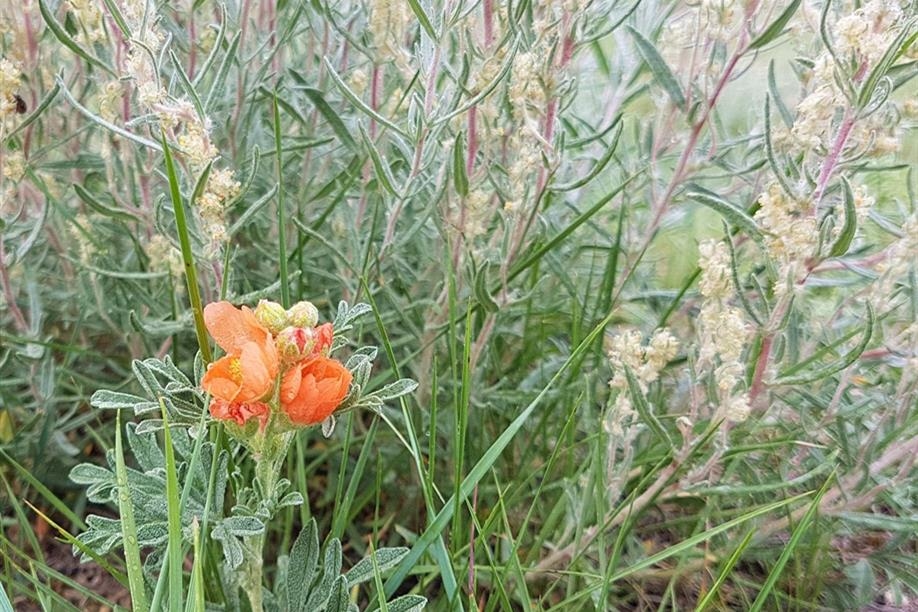 Avonlea Badlands Tour
