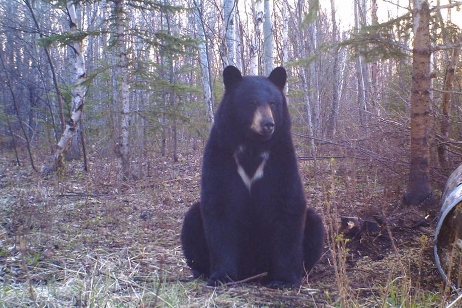 Bear Country Outfitters
