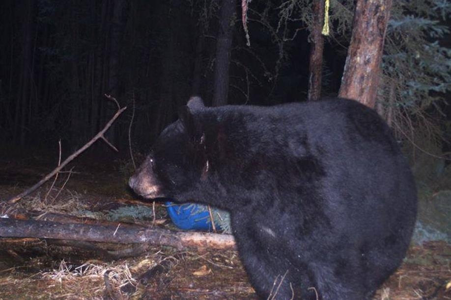 Bear Essential Wilderness Adventures