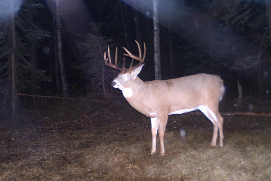 Bear Essential Wilderness Adventures