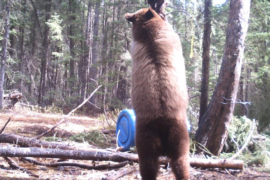 Bear Essential Wilderness Adventures