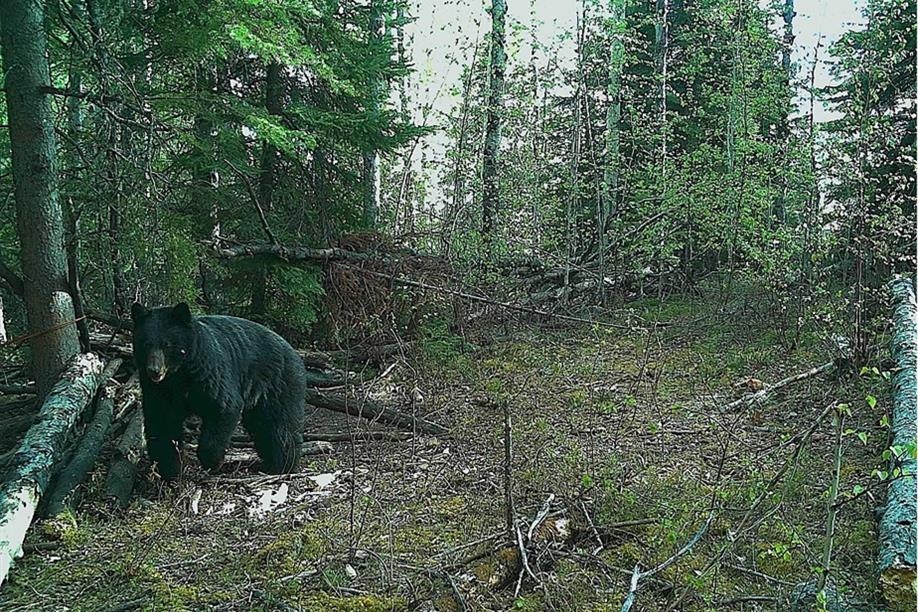 Beaver City Bear Hunts