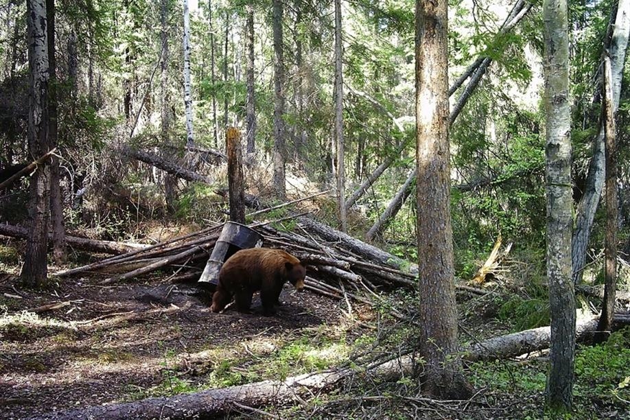 Beaver City Bear Hunts