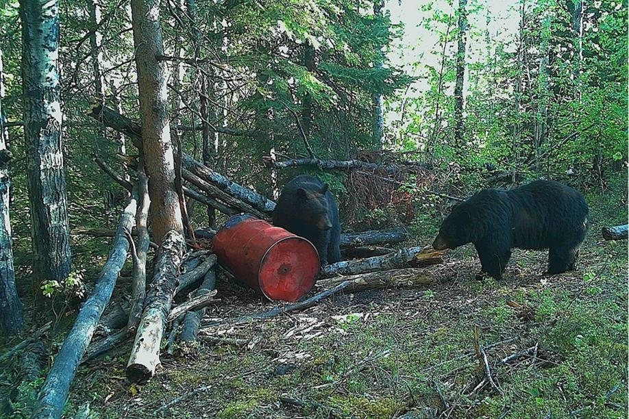 Beaver City Bear Hunts