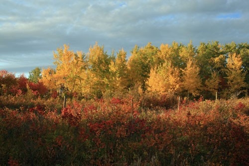 Blaine Lake - Scenic