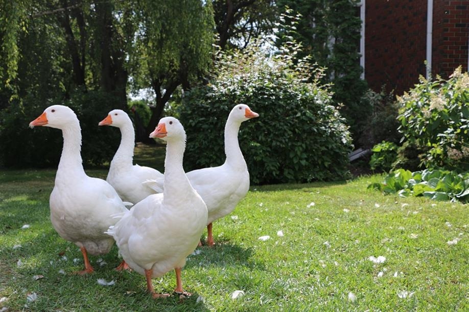 Blue Sky Berries - Grandma's House