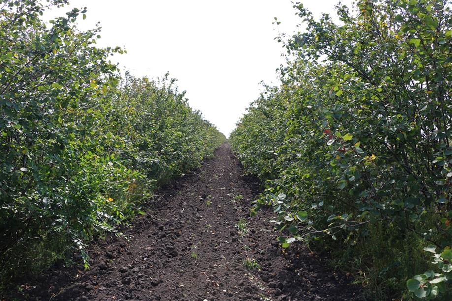 Blue Sky Berries U-pick