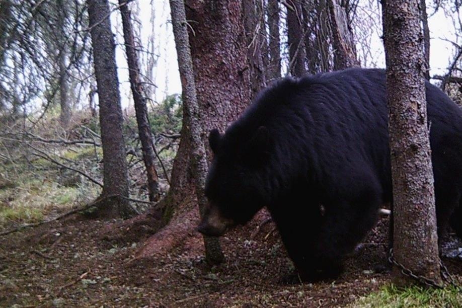 Bone Quest Outfitters