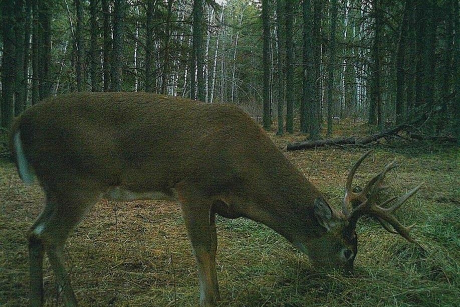 Bone Quest Outfitters