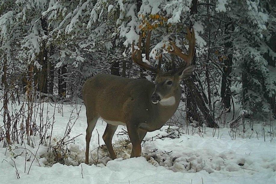 Bone Quest Outfitters