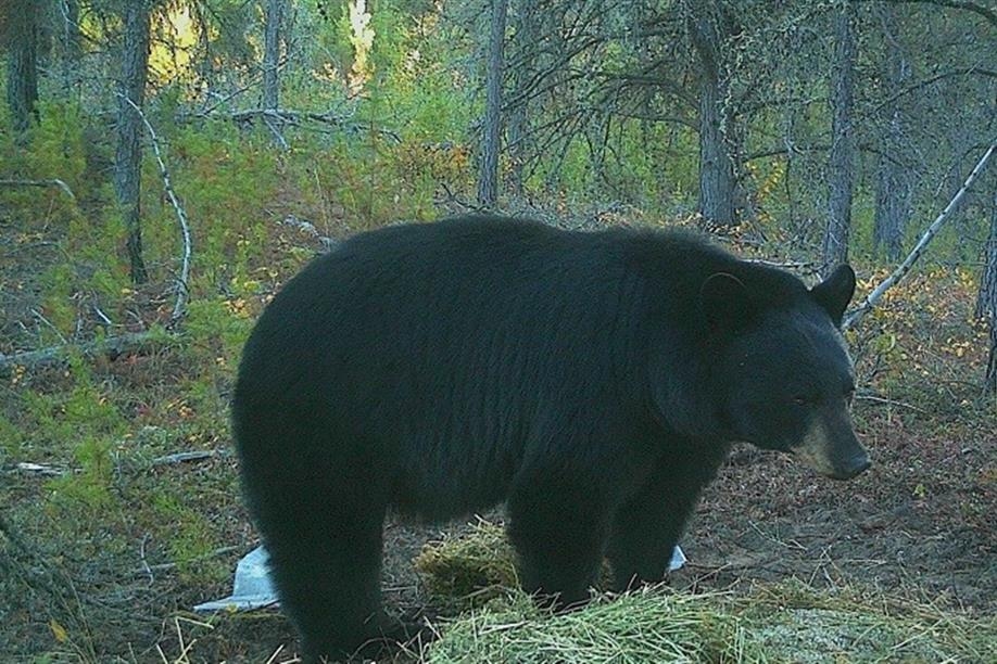 Bone Quest Outfitters