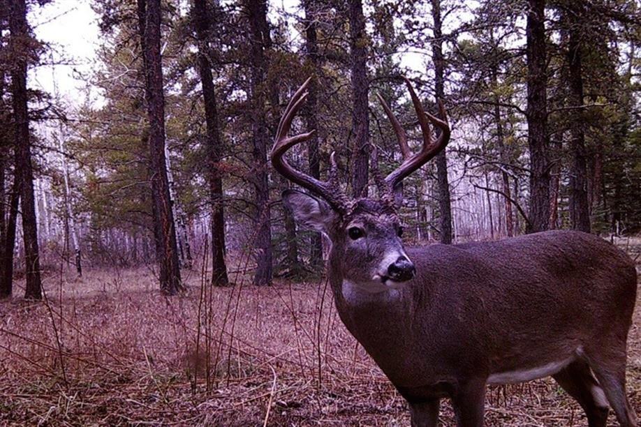 Bone Quest Outfitters