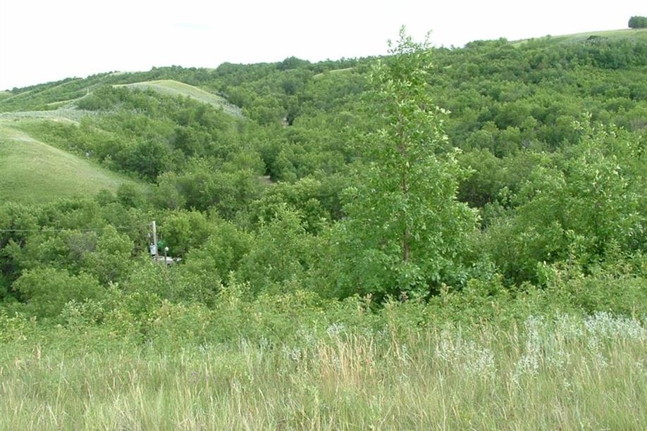 Buffalo View Campground