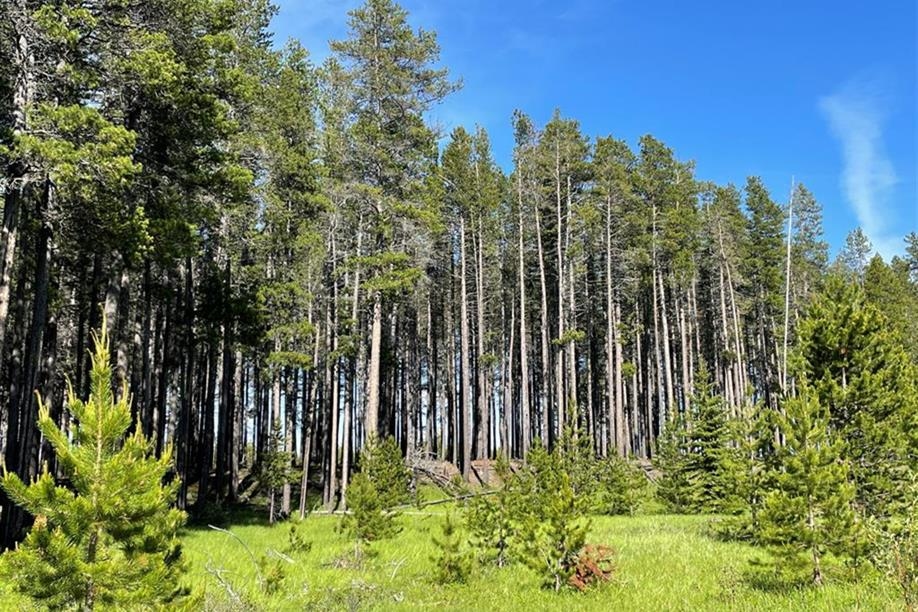 Cypress Hills Segway Tours