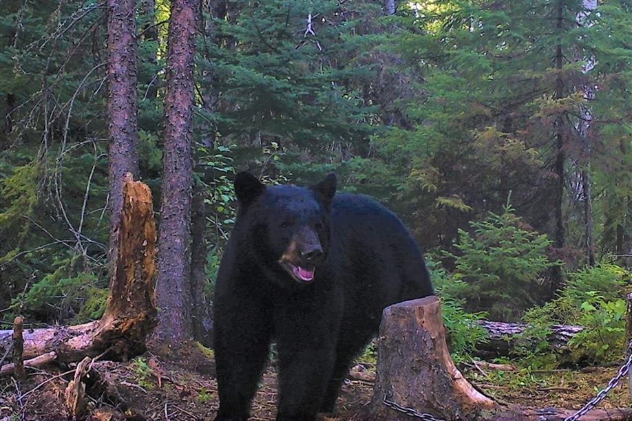 Chaparral Hunting Adventures