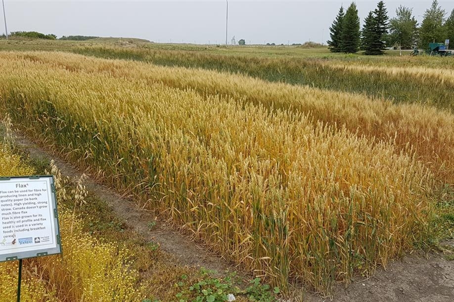 Crops of the Parkland Walking Tour - Ripe flax adjacent to a row of wheat