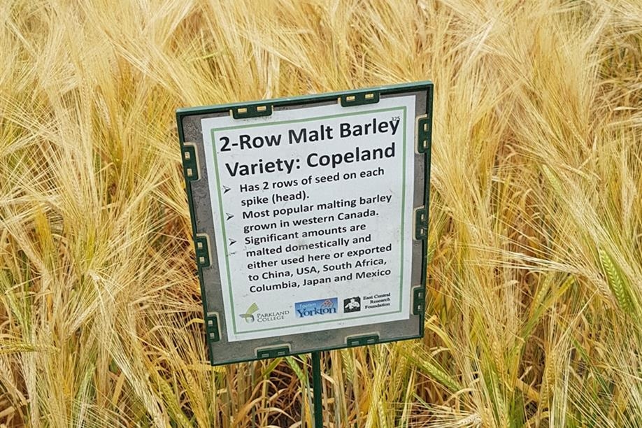 Crops of the Parkland Walking Tour - Malt barley near harvest time