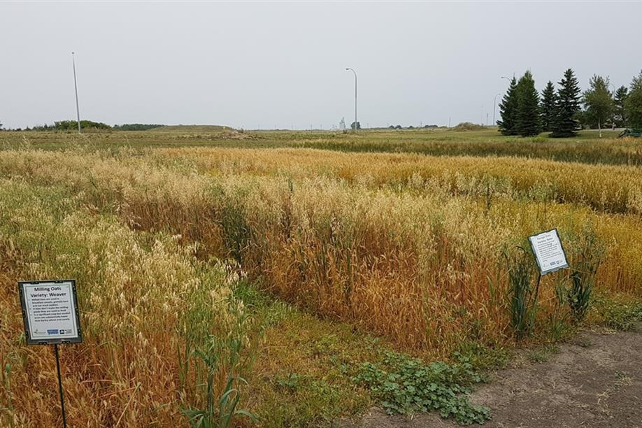 Crops of the Parkland Walking Tour - Milling oats with an adjacent row of forage oats