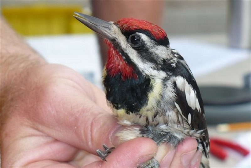 Meewasin Bird Banding - Beaver Creek Conservation Area 