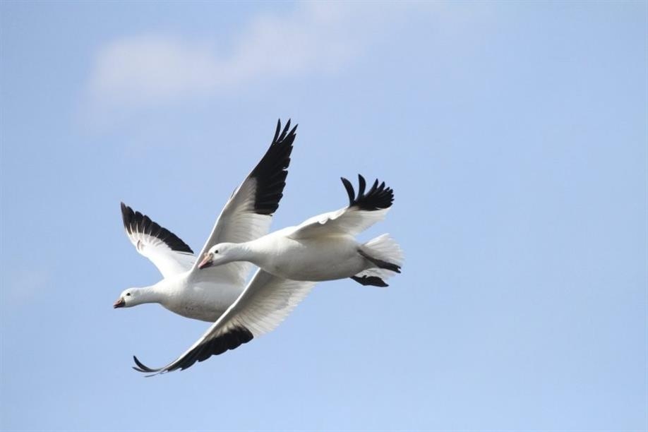 Duck Creek Outfitters