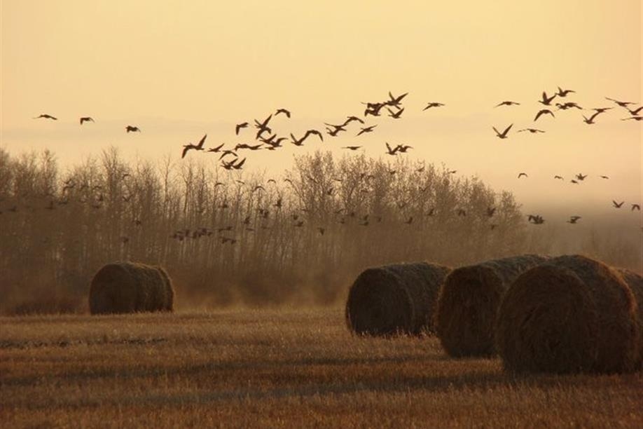 Duck Creek Outfitters