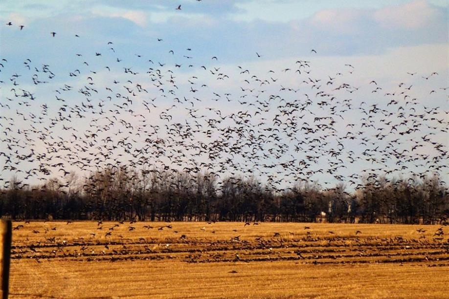 Duck Duck Goose Outfitters