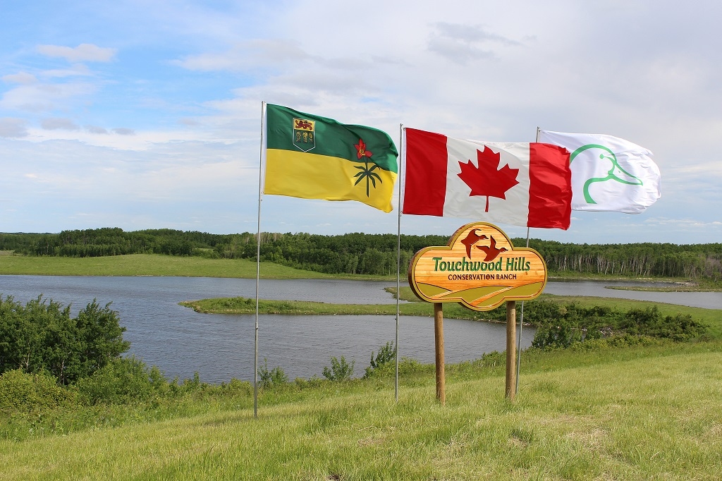 DUC’s Touchwood Hills Conservation Ranch is a working ranch where practices like waterfowl friendly grazing are demonstrated.