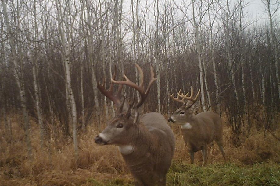Elusive Saskatchewan Whitetail Outfitting