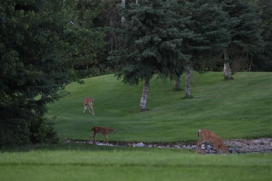 Emma Lake Golf Course