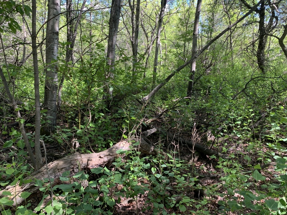 George Genereux Urban Regional Park