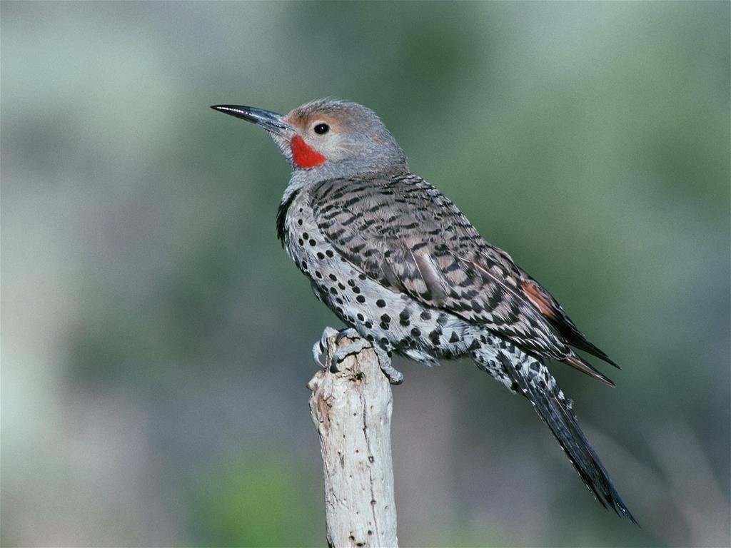 George Genereux Urban Regional Park - Colaptes auratus Northern Flicker