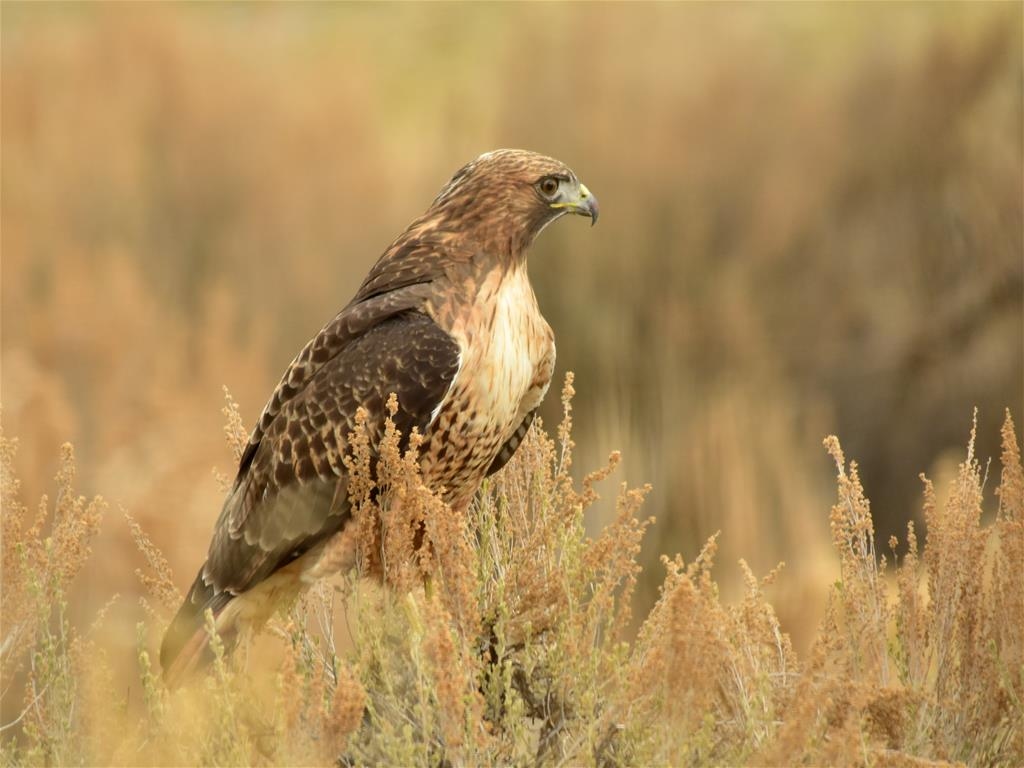 George Genereux Urban Regional Park - Red-tailed Hawk