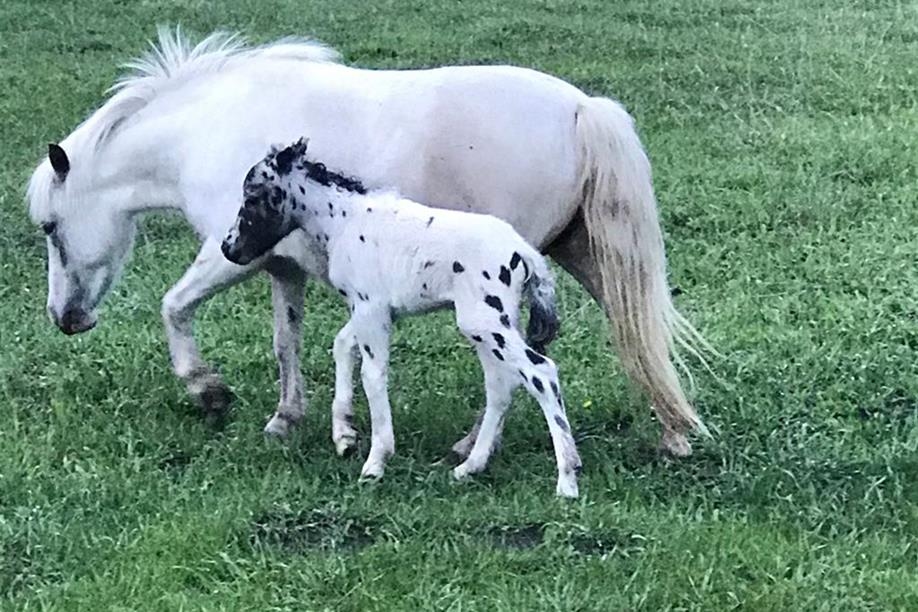 Good Spirit Petting Zoo