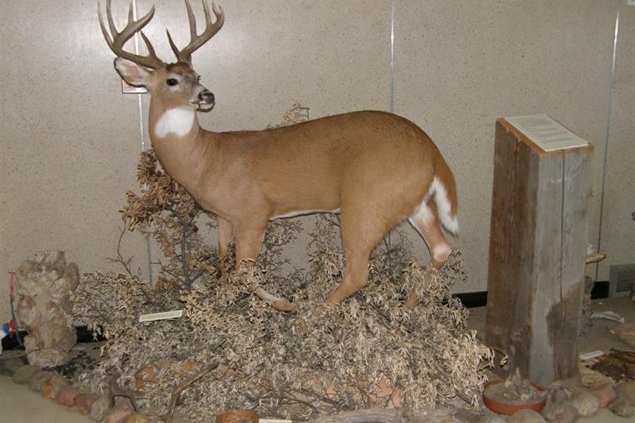 Ancient Echoes Interpretive Centre/Tea Room