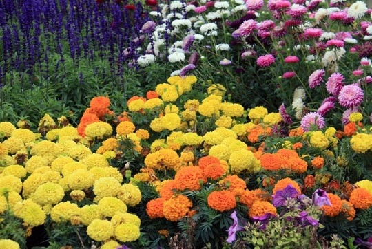  Indian Head - Communities in Bloom