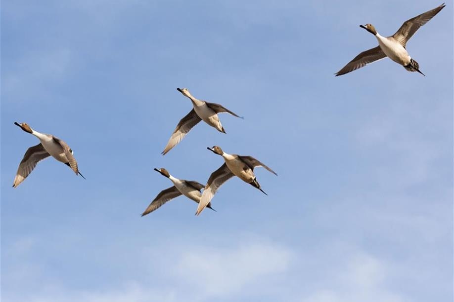 Black Sheep Waterfowl