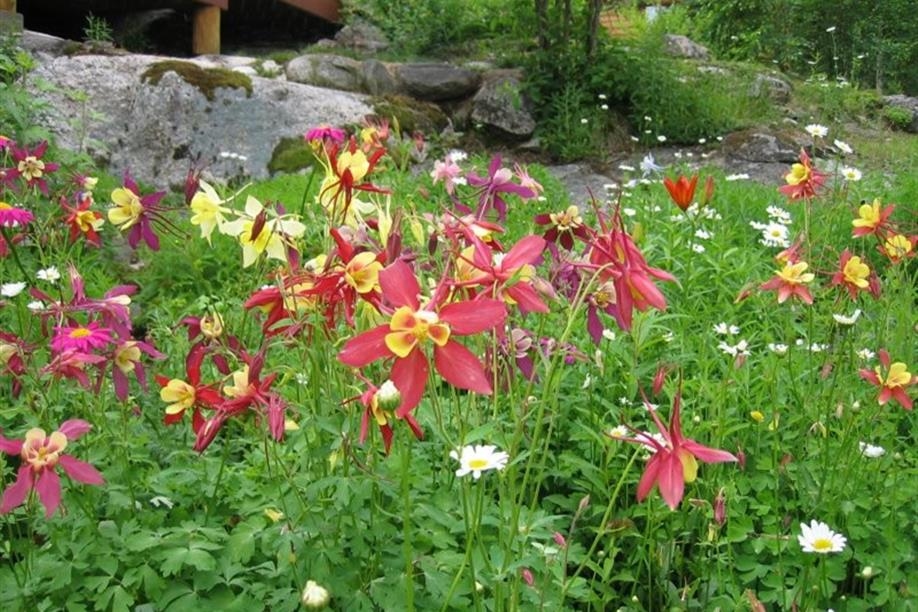 Forest House Wilderness Lodge