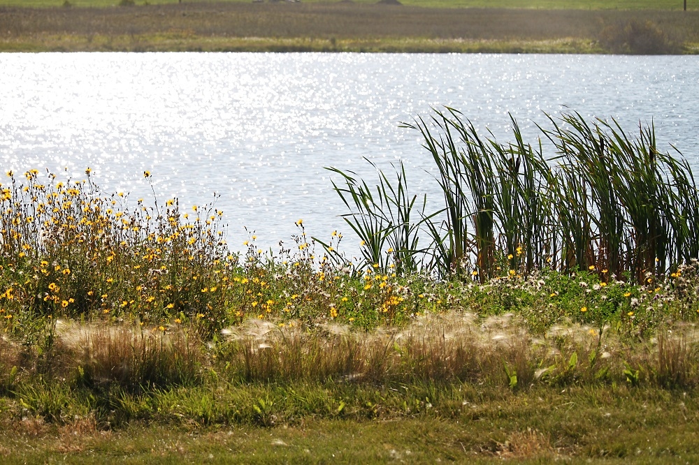 Meewasin Northeast Swale