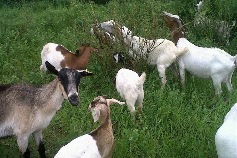 Goats being used at Wascana Park in Regina to control invasive plants
